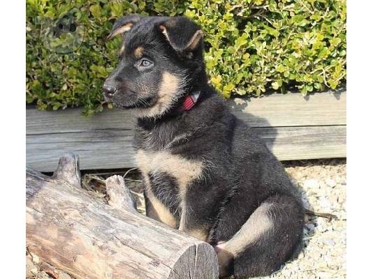 PoulaTo: German sherperd puppy